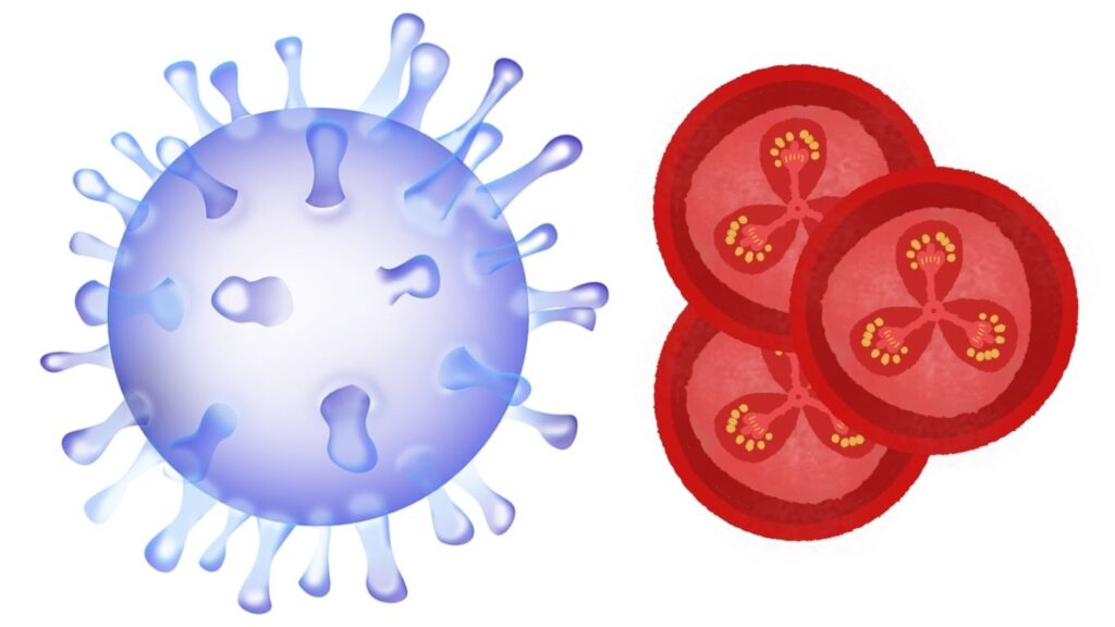 Democratic Republic of the Congo