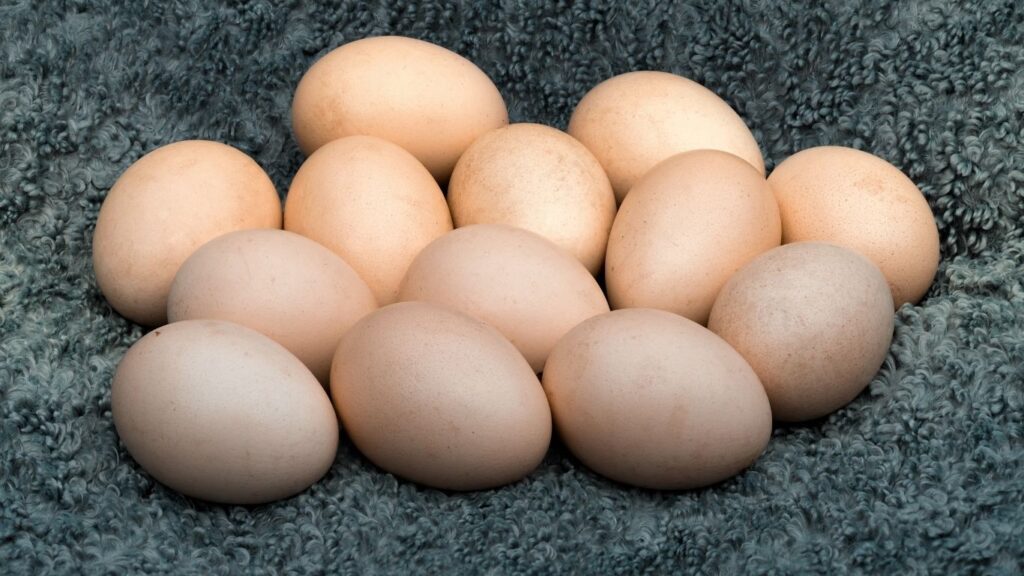 Brown Eggs vs White Eggs